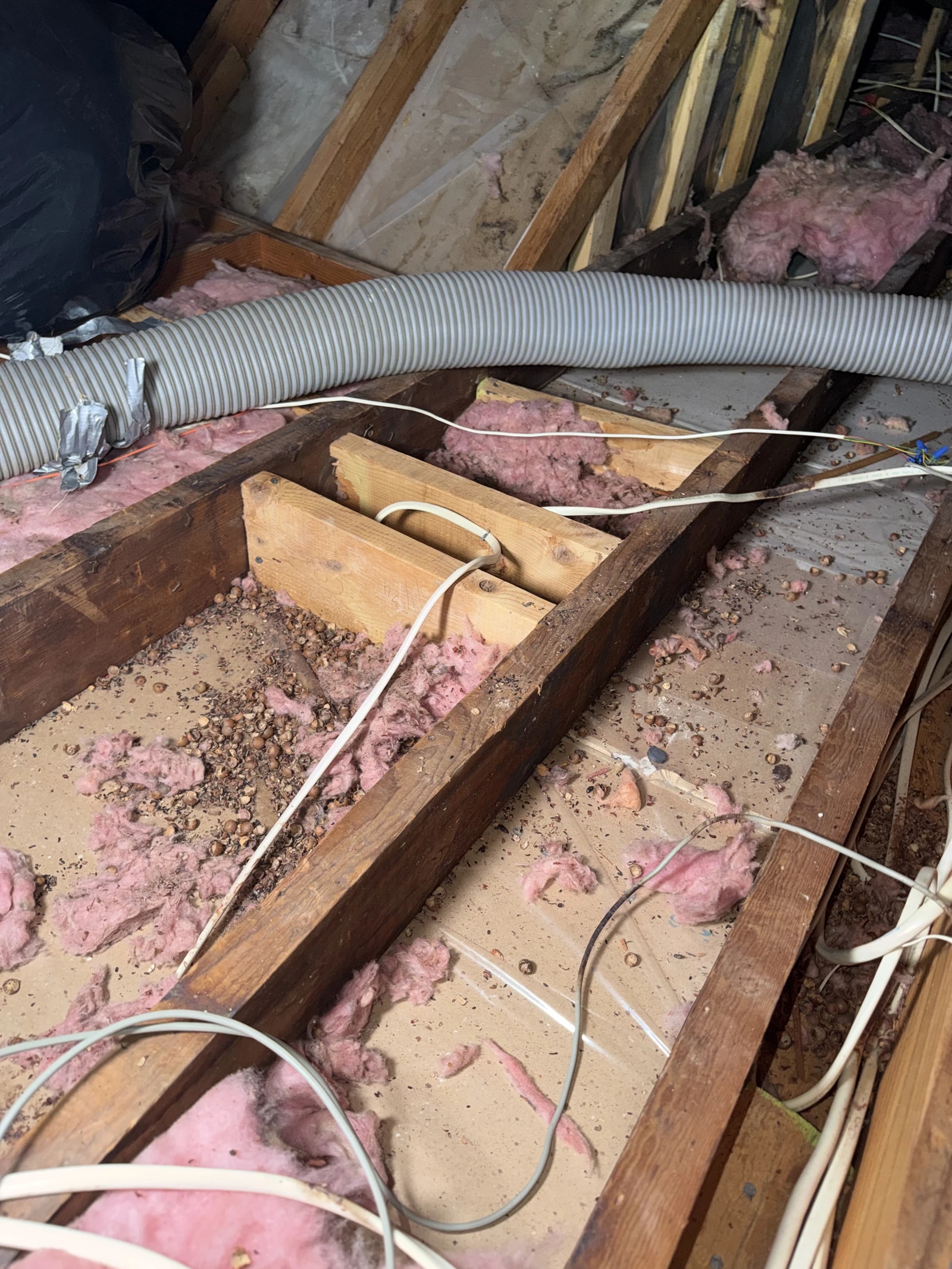 Droppings and debris cleared out of a contaminated attic