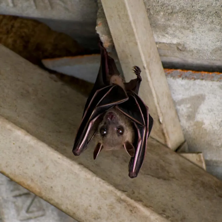 5 Signs Your Attic Insulation Needs Replacement