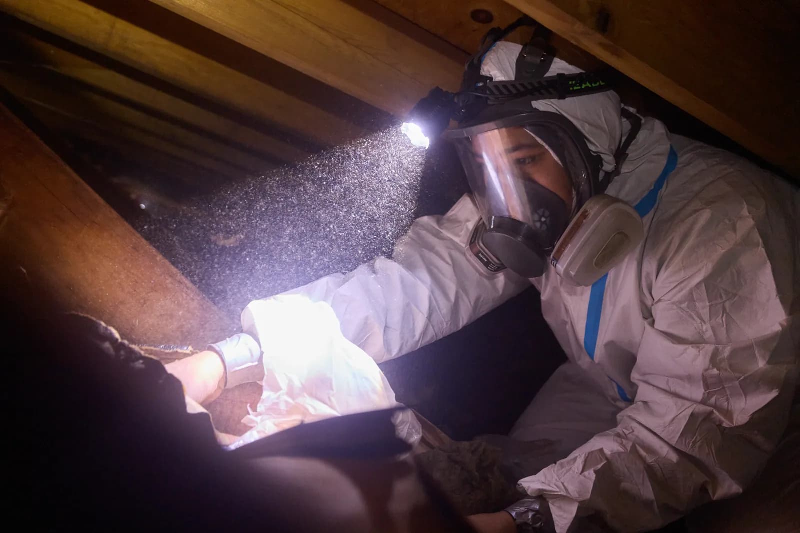 Attic Fanatics technician inspecting an attic for bat entry points