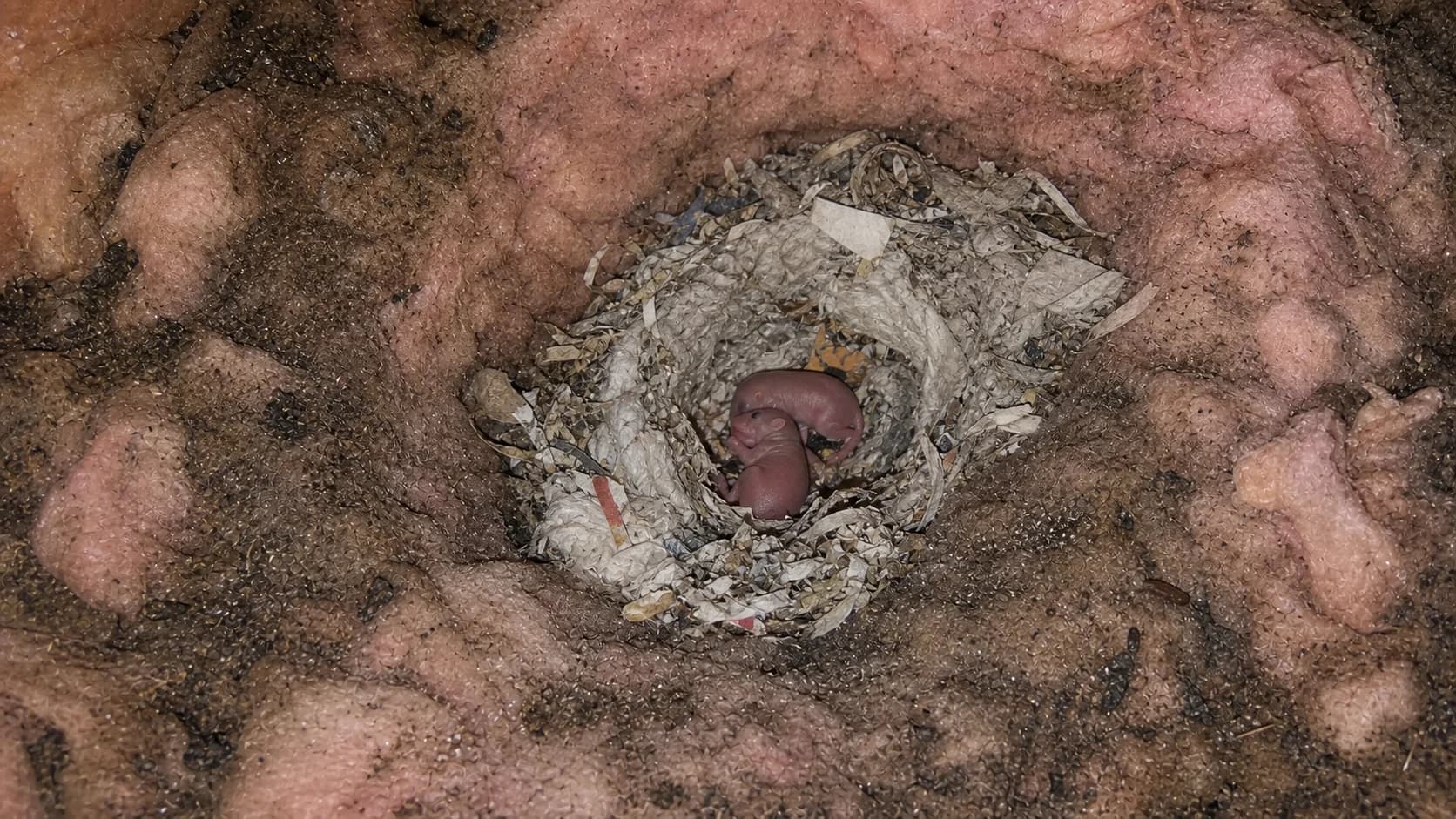 How Much Does Mice Removal Cost in NJ? (And Why Poison Is the Wrong Tool)
