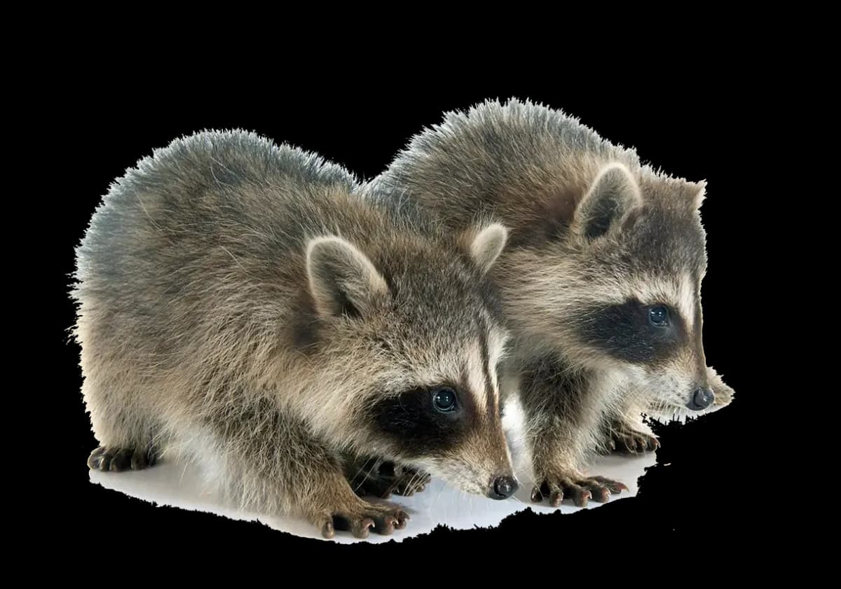 Spring Wildlife Season: When Animals Have Babies in Your Attic