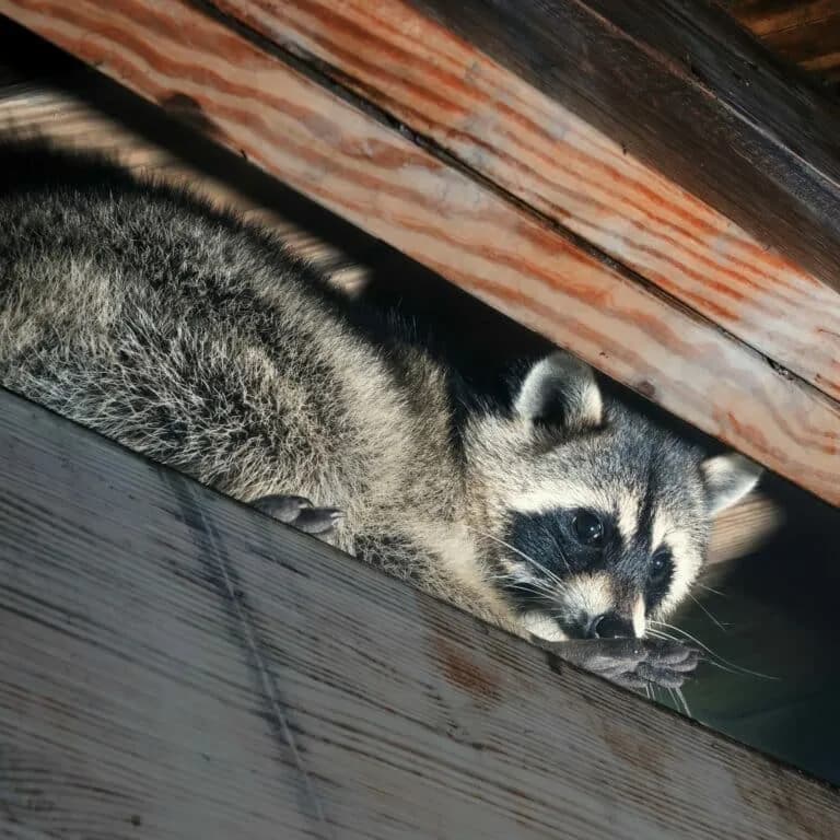 Raccoon removal service by Attic Fanatics