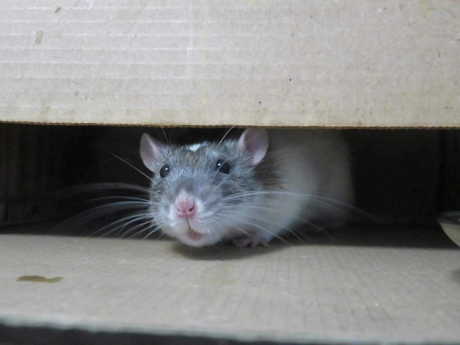 Rat route evidence near attic framing