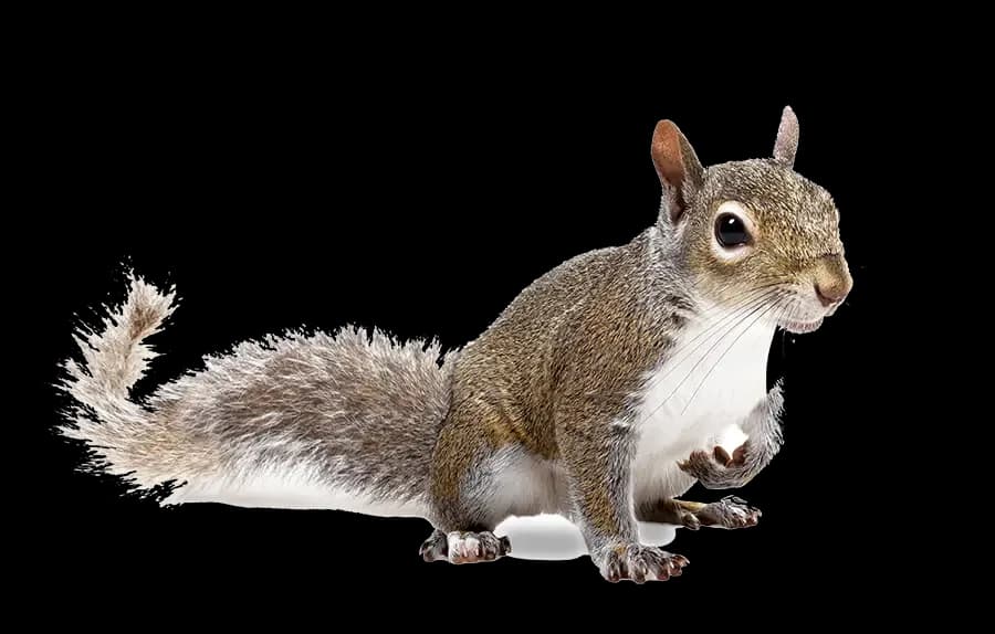 Squirrel removal service