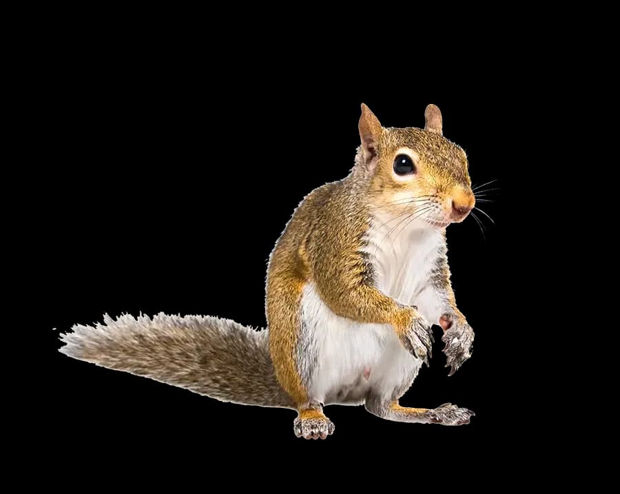 Squirrel near potential entry point