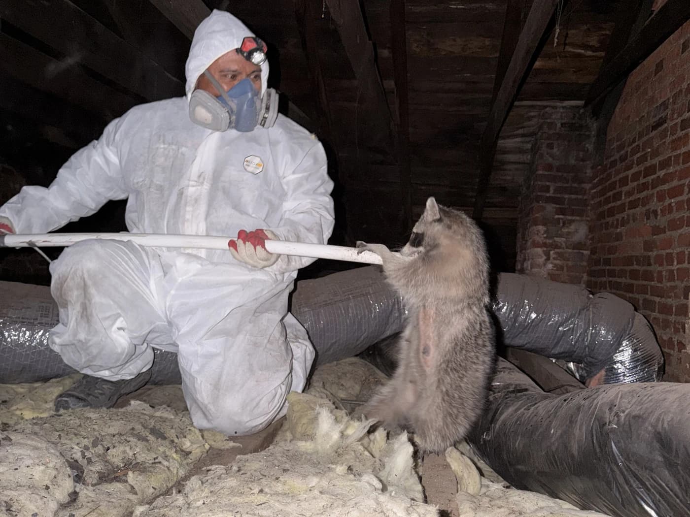 An Attic Fanatics technician removing a live raccoon from a Nassau County attic