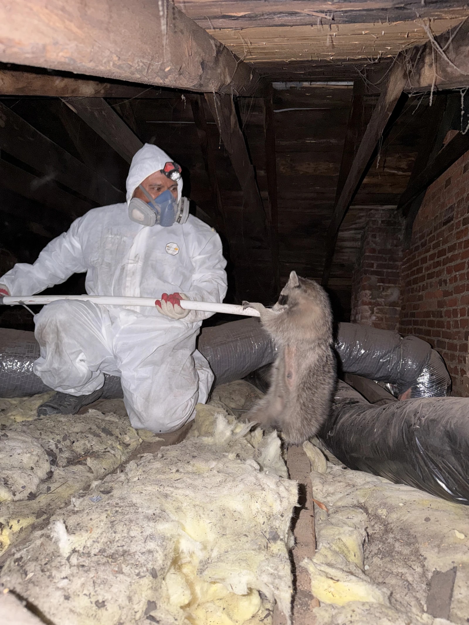 Attic Fanatics technician removing a live raccoon from an attic with a catch pole